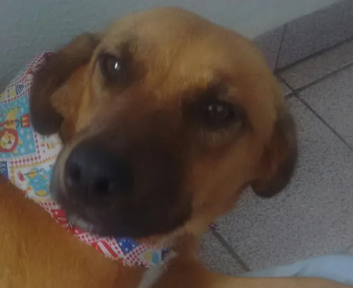 Cachorro ra a SRD idade 7 a 11 meses nome Pandora