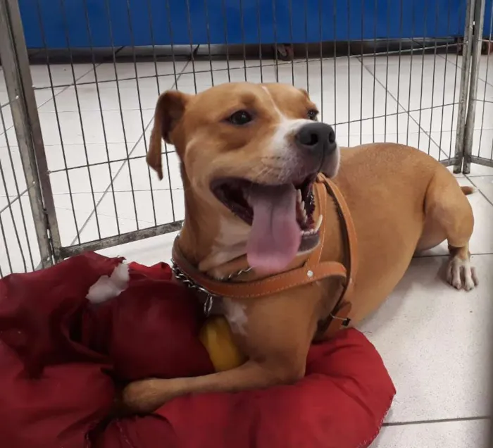 Cachorro ra a Mix Pit bull idade 2 anos nome Marley