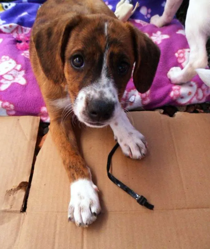 Cachorro ra a SRD idade 2 a 6 meses nome Thor