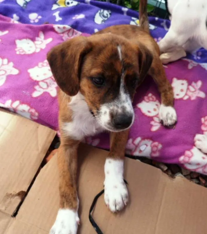 Cachorro ra a SRD idade 2 a 6 meses nome Thor