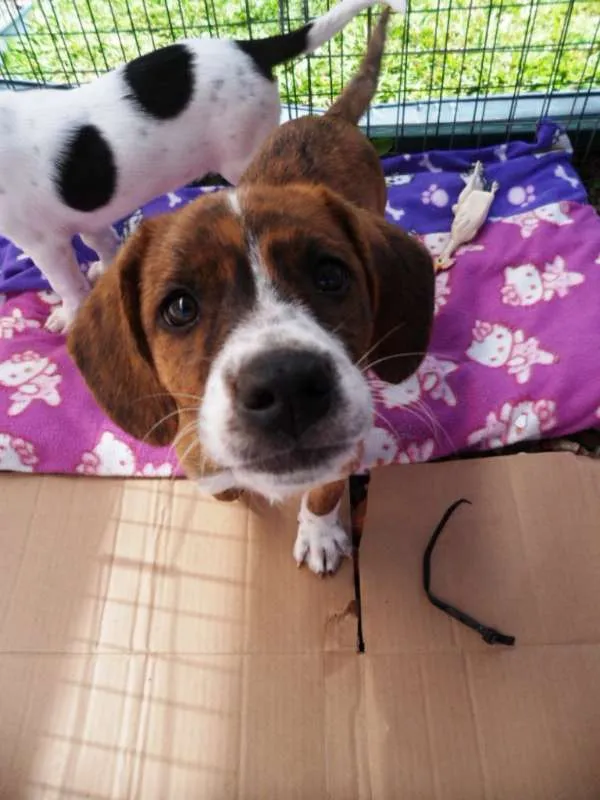 Cachorro ra a SRD idade 2 a 6 meses nome Thor