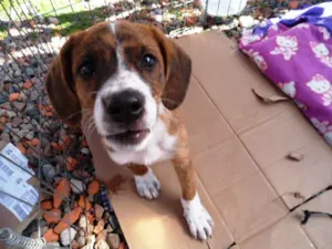 Cachorro raça SRD idade 2 a 6 meses nome Thor