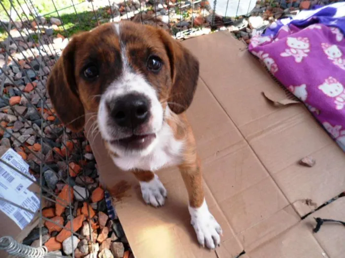 Cachorro ra a SRD idade 2 a 6 meses nome Thor