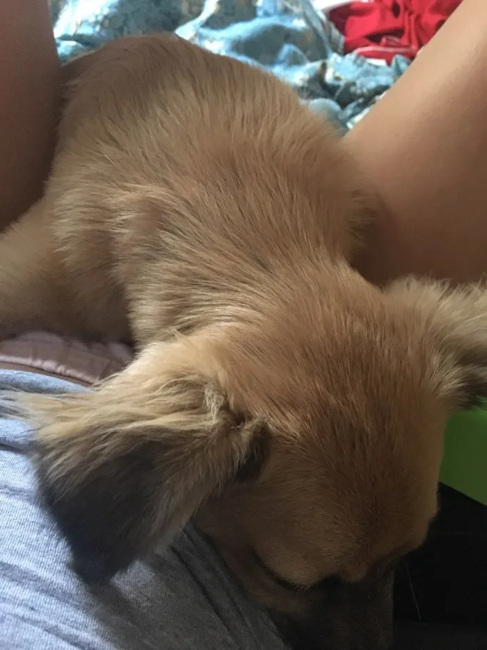 Cachorro raça Vira lata  idade 7 a 11 meses nome Pandora 