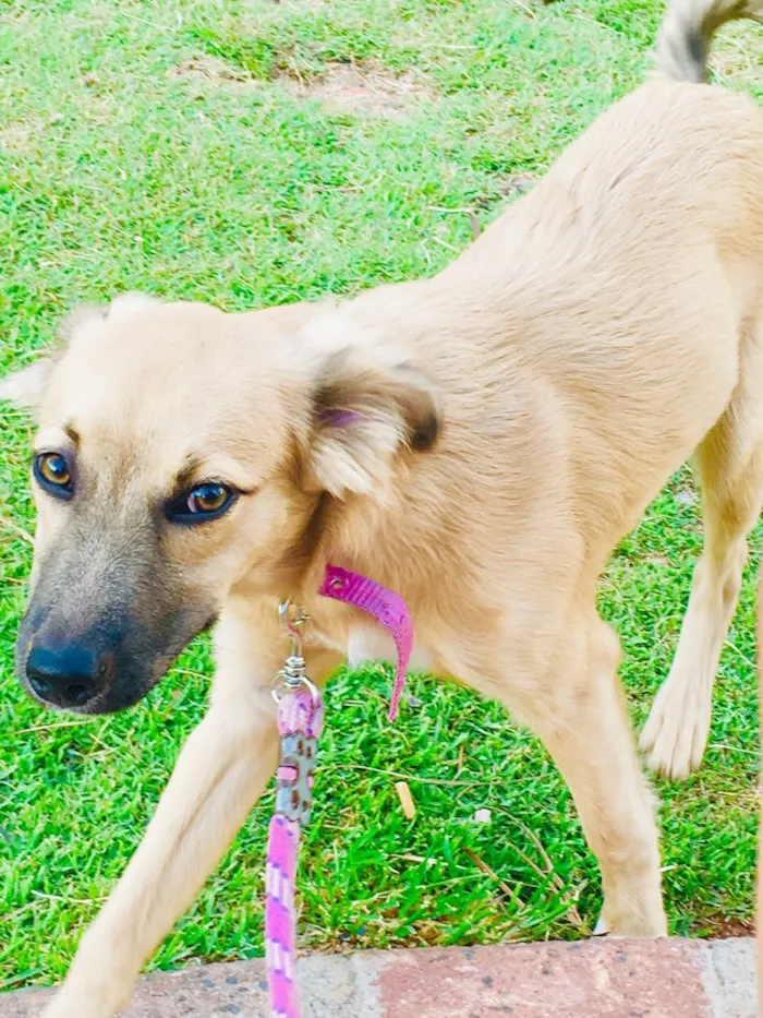 Cachorro raça Vira lata  idade 7 a 11 meses nome Pandora 