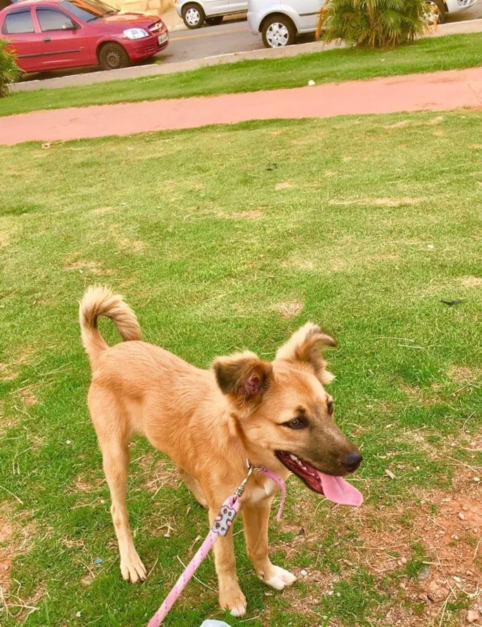 Cachorro raça Vira lata  idade 7 a 11 meses nome Pandora 