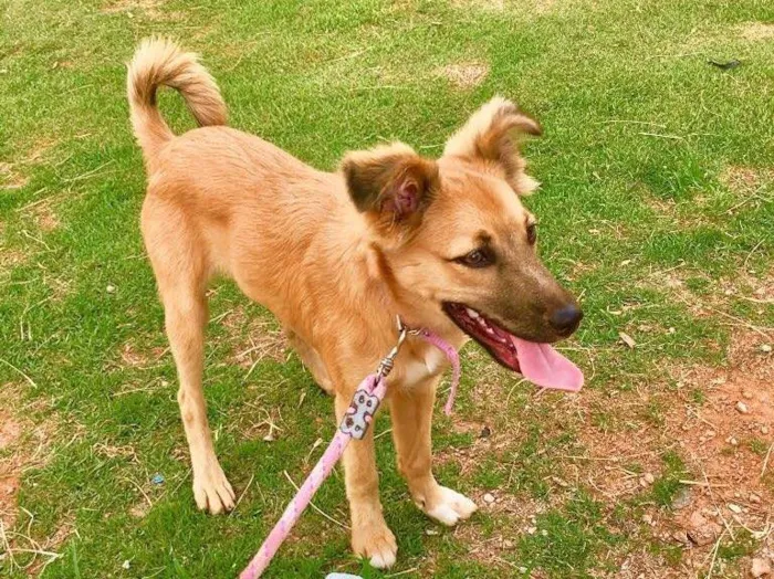 Cachorro raça Vira lata  idade 7 a 11 meses nome Pandora 