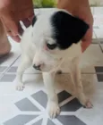 Pirata