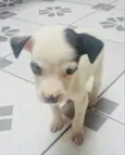 Pirata