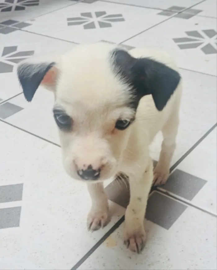 Cachorro ra a Sem raça definida  idade Abaixo de 2 meses nome Pirata