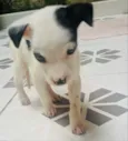 Pirata