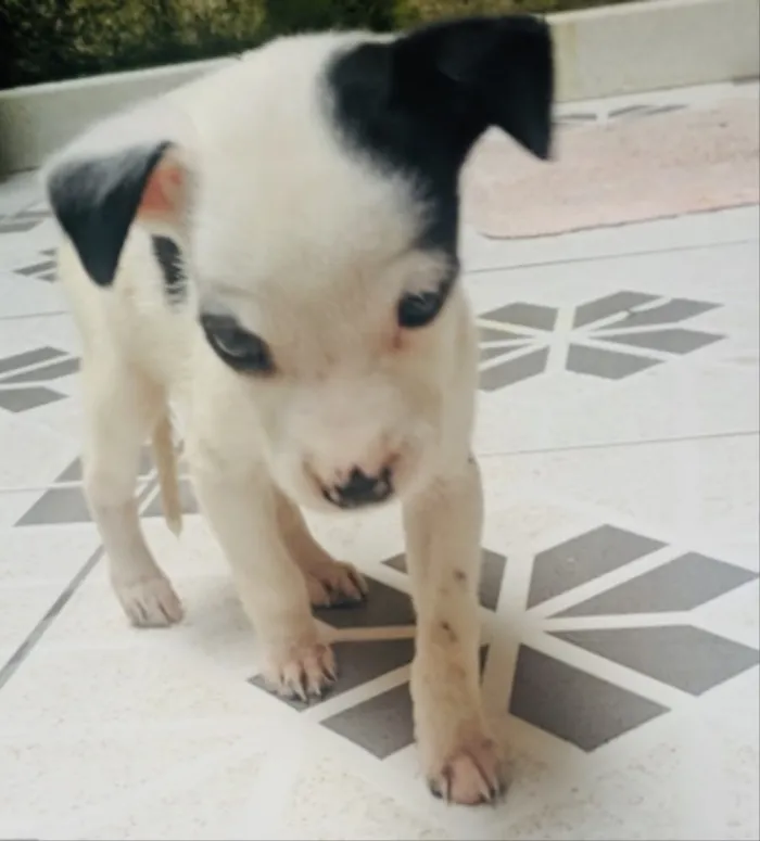 Cachorro ra a Sem raça definida  idade Abaixo de 2 meses nome Pirata