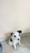 Pirata