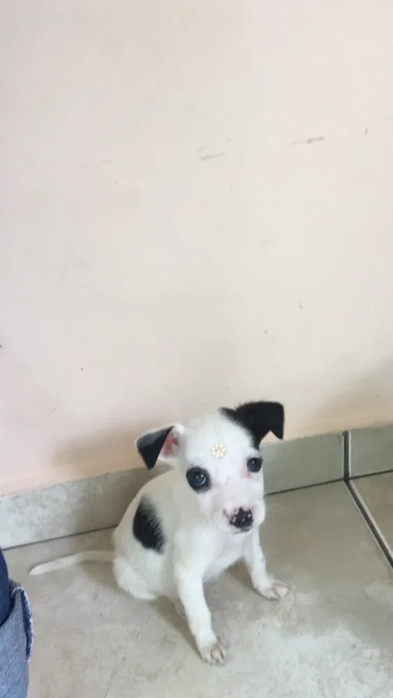 Cachorro ra a Sem raça definida  idade Abaixo de 2 meses nome Pirata