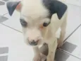 Pirata