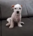Branquinha 