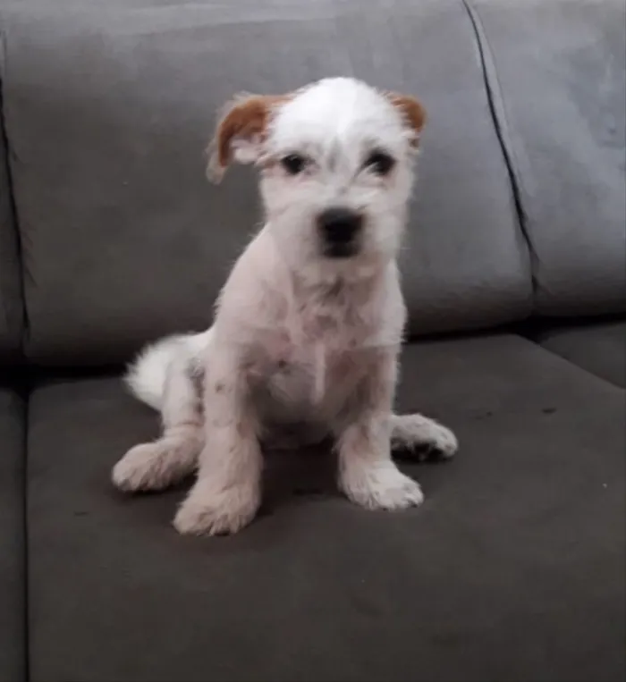 Cachorro ra a Mestiça idade 2 a 6 meses nome Branquinha 