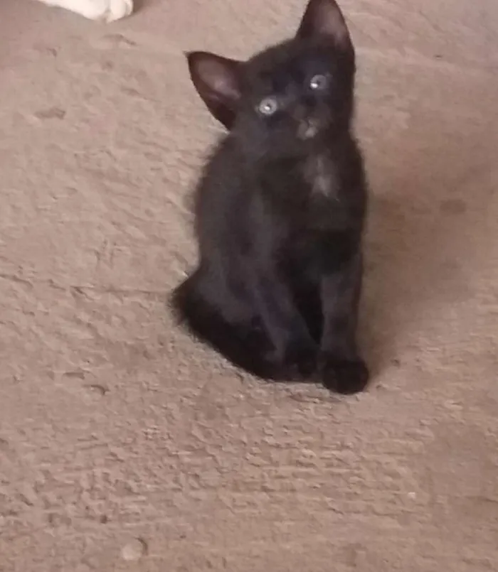 Gato ra a Srd idade 2 a 6 meses nome Lilica