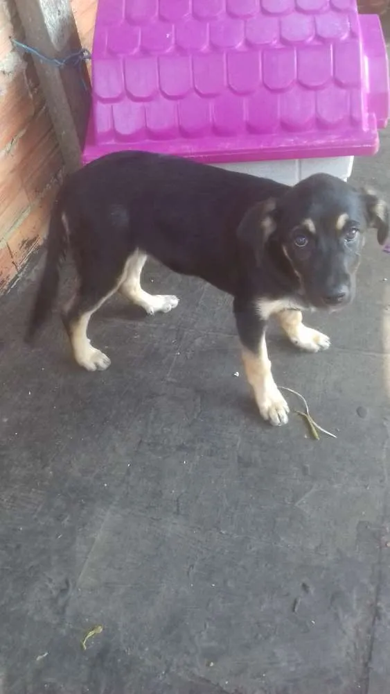 Cachorro ra a Vira lata idade 2 a 6 meses nome Lila