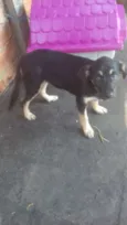 Lila