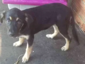 Cachorro raça Vira lata idade 2 a 6 meses nome Lila