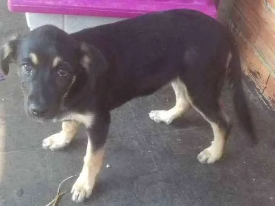 Cachorro ra a Vira lata idade 2 a 6 meses nome Lila
