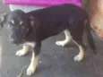 Lila