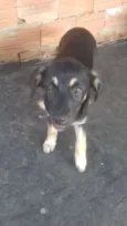 Lila