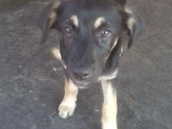 Cachorro ra a Vira lata idade 2 a 6 meses nome Lila