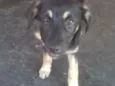Lila