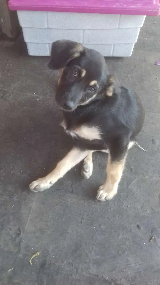 Cachorro ra a Vira lata idade 2 a 6 meses nome Lila
