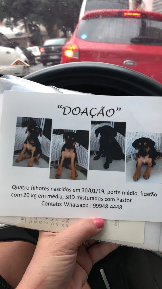 Cachorro ra a SRD idade 2 a 6 meses nome Igor