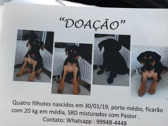 Cachorro ra a SRD idade 2 a 6 meses nome Igor