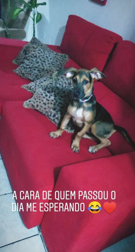 Cachorro ra a Não sei idade 2 a 6 meses nome Pérola