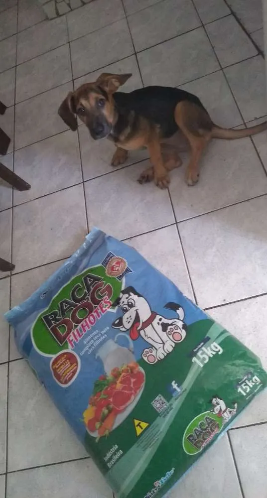 Cachorro ra a Não sei idade 2 a 6 meses nome Pérola