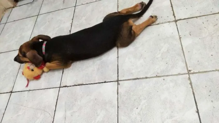 Cachorro ra a Não sei idade 2 a 6 meses nome Pérola