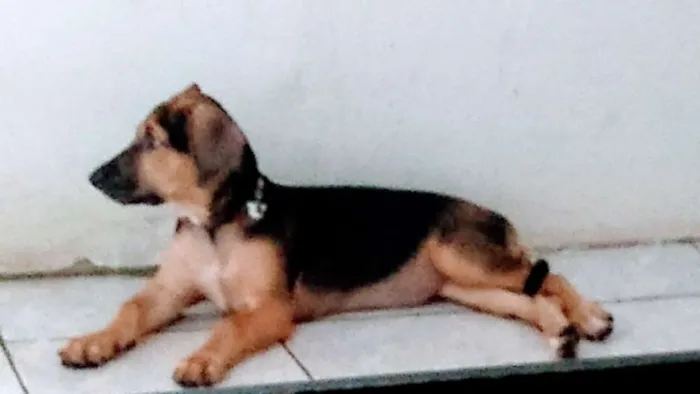 Cachorro ra a Não sei idade 2 a 6 meses nome Pérola