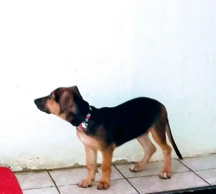 Cachorro ra a Não sei idade 2 a 6 meses nome Pérola