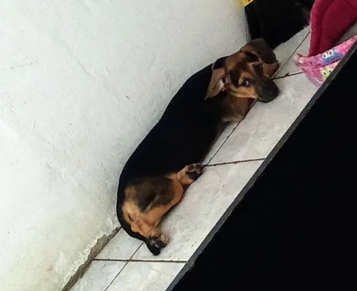 Cachorro ra a Não sei idade 2 a 6 meses nome Pérola
