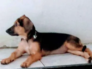 Cachorro raça Não sei idade 2 a 6 meses nome Pérola