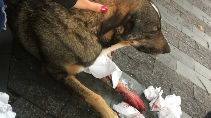Cachorro ra a Vira lata  idade 2 anos nome Thanus 
