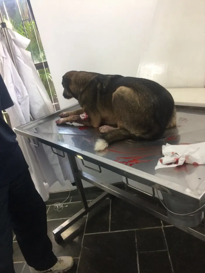 Cachorro ra a Vira lata  idade 2 anos nome Thanus 