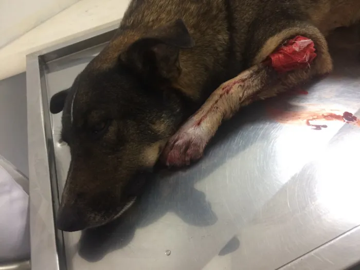 Cachorro ra a Vira lata  idade 2 anos nome Thanus 