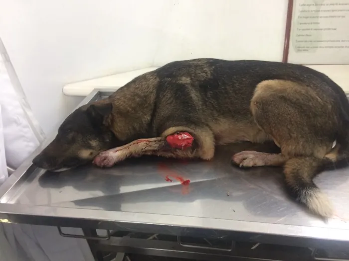 Cachorro ra a Vira lata  idade 2 anos nome Thanus 