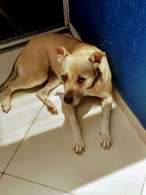 Cachorro ra a SRD idade 5 anos nome Mel