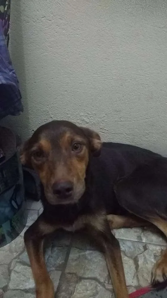 Cachorro ra a Vira lata idade 2 anos nome Bita