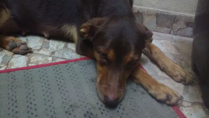 Cachorro ra a Vira lata idade 2 anos nome Bita