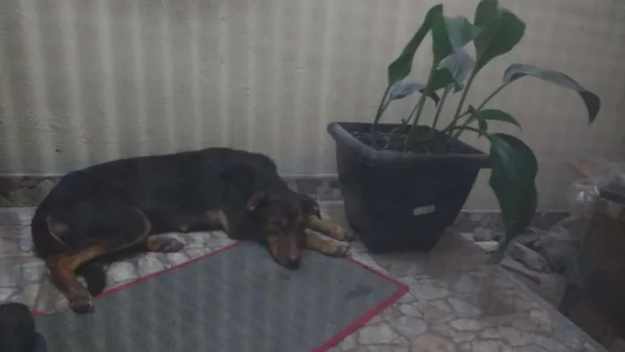 Cachorro ra a Vira lata idade 2 anos nome Bita