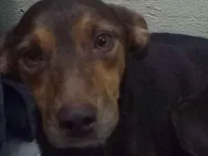Cachorro raça Vira lata idade 2 anos nome Bita