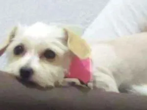 Cachorro raça Vira lata idade 3 anos nome Princesa
